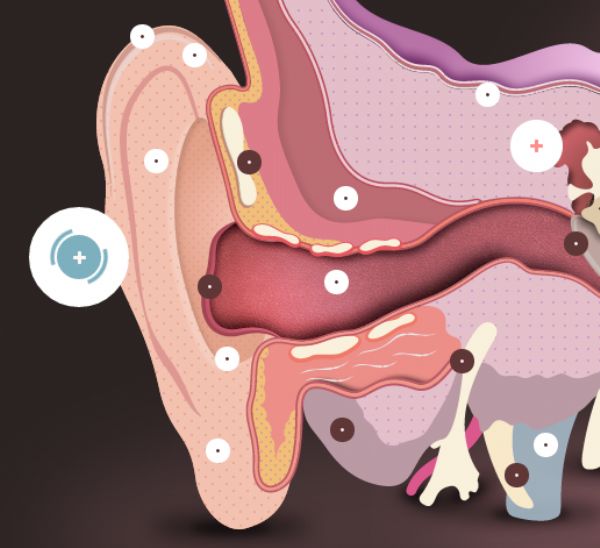 Interactive Ear tool showing how the ear works by Amplifon